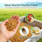 RANZ 2LBS Non-GMO Dried Mealworms for Chickens, High Protein Meal Worms, Premium Chicken Feed, Whole Large Mealworms for Blue Birds, Ducks, Fish