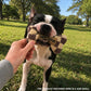 Haute Diggity Dog Chewy Vuiton Bone Plush Dog Toy, Tan Checker, Small | Designer Parody Toy, Hidden Squeaker, Soft Plush Stuffed Dog Toys, Small Dog