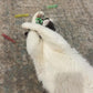 SPOT Colorful Springs Cat Toys – 3" Bouncy Coils for Indoor Cats & Kittens to Swat, Chase & Bite, Safe Lightweight Plastic, Interactive Enrichment Toys, 10-Pack Multi-Color