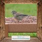Morning Song Dove & Ground Feeding Wild Bird Seed -12 lb. Dove, Quail & Pigeon Wild Bird Food for Outside Feeders