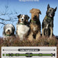 SLOPEHILL Dog Training Collar with Remote, 4200FT Electronic Shock Collar,Waterproof E-Collar with Beep, Vibration, Shock, Flash Light and No Shock Mode, Fit for Small Medium Large Dogs (Green)