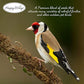 Happy Wings Finch Blend Bird Food - Mix of Sunflower Hearts/Kernels and Nyjer, 5 Pounds - No Grow Seed - For Wild Birds