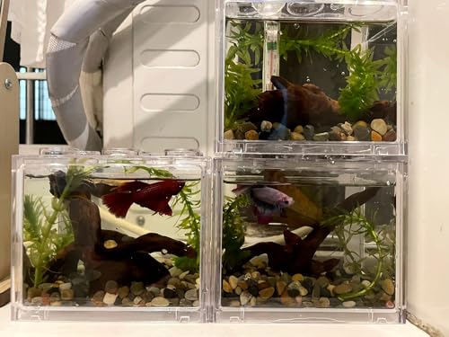 YZHZOM Small Natural Driftwood for Aquarium Styling Carefully Selected Natural Aquarium Decor Driftwood for Reptile Tank Reptile Tank Wood Decor (Driftwood 4-6inch 4pcs)