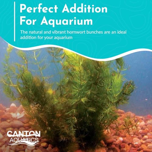 Live Fish Aquarium Plants - Hornwort Coontail - Floating or Rooted, Excellent Oxygenator, Perfect for Ponds or Aquariums, Great for Baby Fish, Guppy Grass Substitute