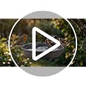 Hanging Bird Bath Hanging Bird-Feeder - CARGEN Garden BirdBath Tray Wildlife Feeder Plate Water Bowl or Water Bowl for Outdoors Garden Patio Decoration