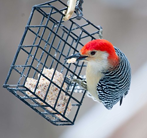 ST. ALBANS BAY SUET PLUS Suet Cake Variety Packs, 11 oz. Wild Bird Suet Cakes (High Energy, 10 Pack)