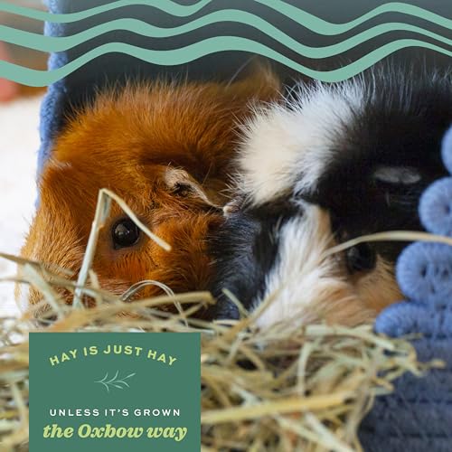 Oxbow Animal Health Orchard Grass, Guinea Pig Hay, Rabbit Hay, Small Pet Bunny Supplies, All Natural Grass for Guinea Pig, Bunny, Chinchilla & Hamster, Oxbow Rabbit Supplies for Bunnies, 9 lb. box