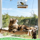 Outdoor Window Bird Feeder for Cats Viewing - Clear Bird Feeder with Strong Suction Cup, Cat Perch Accessories for Entertaining Watching, S