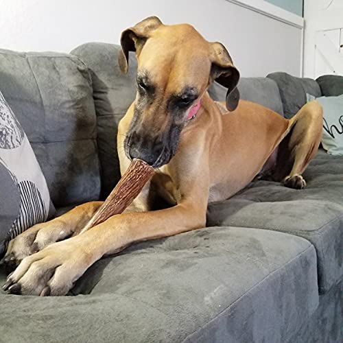Elkhorn Premium Chews – Elk Antlers for Dogs, X Large (6-10") Split, 1 Pack, All Natural Dog Chew for X Large Dogs, Premium Naturally Shed Antler