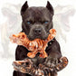 2 Pack Indestructible Dog Chew Toys for Aggressive Chewers: Ultra-Dense Nylon, Bacon Flavor Chew Bones, Heavy Duty Tough Toys for Large Dogs 20-90 lbs, Long Lasting & Keep Them Busy (XL)