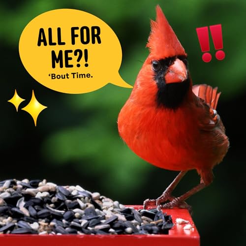 Cardinal & Crew Wild Bird Seed – 10 lb. Black Oil Sunflower, Sunflower Hearts & Safflower Blend for Cardinals, Grosbeaks & Chickadees – Bird Food for Outside Feeders