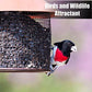 Old Potters Wildlife Black Oil Sunflower Seeds for Birds and Wildlife, Non-GMO & USA Grown on Small Farms (6 lbs)