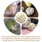 Bird Toys Sola Balls 2.36'' - 6PCS, Bird Foraging Toy, Soft Sola Atta Ball, Parrot Chew Shred Toy for Sharpening Claws and Beaks for Cockatiel, Parakeets, Conure, Love Birds, Budgie and Small Birds