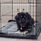 K&H PET PRODUCTS Self-Warming Cat Bed Pad, Self Heating Pad for Outdoor Cat Houses, Warming Mat for Indoor Pet Beds & Furniture, Reversible Blanket, Machine Washable - Small 21 X 17in Gray/ Black