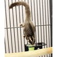 Nectar Pods Holder - Durable Cage Accessory for Nectar Pods - Sugar Gliders, Marmosets, Squirrels, Parrots, Cockatiels, Parakeets, Lovebirds, Birds, Hamsters, Day Geckos, Kinkajous & Other Small Pets