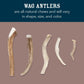 Wag Dog Deer Antler Chew, Naturally Shed, Whole, 9 - 10.5 inches, Long Lasting for Aggressive Chewers, X-Large, Best for Dogs over 45 lbs