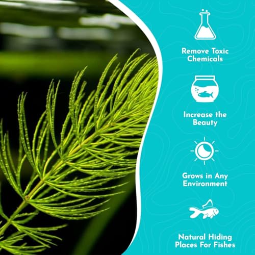 Live Fish Aquarium Plants - Hornwort Coontail - Floating or Rooted, Excellent Oxygenator, Perfect for Ponds or Aquariums, Great for Baby Fish, Guppy Grass Substitute