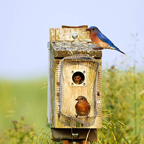 Metal Bird House Guard with Copper Portal Bird House Hole Protector Guard Replacement for Eastern Bluebird Houses Boxes 1 1/2 Inch Opening(8 Pieces)