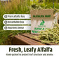 High Desert Alfalfa Hay, Protein Rich Soft Leaf Food for Young Growing Animals, Natural Rabbit Food and Guinea Pig Hay, Supports Digestive Health, Small Pet Supplies, Fresh Hand Packed 5 Lb Box
