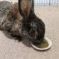 Sherwood Pet Health Rabbit Emergency kit and Bulk Recovery Food (800 Grams)…
