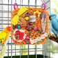 Bird Toys for Small & Medium Parrots - Natural Foraging & Shredding Cage Hanging Toys with Seagrass Mat, Starfruit, Loofah Slices for Budgies, Cockatiels, Lovebirds, Conures (1 PCS)