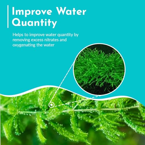 Live Fish Aquarium Plants - Hornwort Coontail - Floating or Rooted, Excellent Oxygenator, Perfect for Ponds or Aquariums, Great for Baby Fish, Guppy Grass Substitute