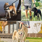 OutdoorMaster Bungee Dog Leash, Heavy Duty Dog Leash with Shock Absorption, 2 Padded Handles Training Leash, Improved Dog Safety and Comfort - Black