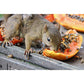 Exotic Nutrition Papaya Treat 1/2 LB - Healthy Natural Dried Fruit Treat - Rabbit, Guinea Pig, Hamster, Gerbil, Rat, Parrot, Sugar Glider, Squirrel, Birds & Small Pets