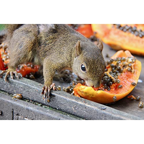 Exotic Nutrition Papaya Treat 1/2 LB - Healthy Natural Dried Fruit Treat - Rabbit, Guinea Pig, Hamster, Gerbil, Rat, Parrot, Sugar Glider, Squirrel, Birds & Small Pets