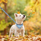 EXPAWLORER Puppy Collar and Leash Set - Embroidery Pawprints Plaid Dog Collar and Dog Leash Set, Bow Tie and Bandana Dog Collar with Bell, Cute