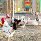Sumind 6 Pieces Chicken Mirror Chicken Toys for Coop with Bells, Hen Xylophone Toy with 8 Metal Keys, Parrot Grinding Stone, Sepak Takraw Toy, Dangling Bird Toy