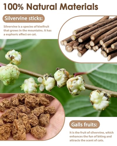 Tocirelo Silvervine Sticks Cat Toys - 6Pack Natural Cat Chew Toy Teeth Cleaning, Matatabi Dental Care Kitten Treat, Catnip Cat Teething Toys, Catmint