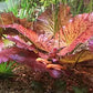 Marcus Fish Tanks - Tiger Lotus Lily Nymphaea Lotus - Live Aquarium Plants - Freshwater Aquatic Plant Buy 2 Get 1