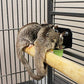 Nectar Pods Holder - Durable Cage Accessory for Nectar Pods - Sugar Gliders, Marmosets, Squirrels, Parrots, Cockatiels, Parakeets, Lovebirds, Birds, Hamsters, Day Geckos, Kinkajous & Other Small Pets