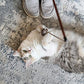 OurPet's Play-N-Squeak Teathered & Feathered Play Wand Cat Toy, for All Breed Sizes