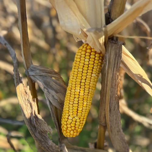 Whole Cob Ear Corn for Wildlife - Husk-Free Deer & Squirrel Feed - All-Natural Wildlife Treat - Family Grown in Georgia - 6.5 lbs