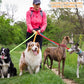 12 Pcs Dog Leashes for Small Medium Large Dogs, 6FT Lead Short Dog Leash with Swivel Hook for Walking, Training, Hiking, Rescues, Grooming, Shelter