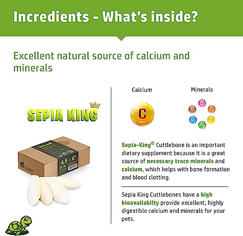 Medium - 100% Natural Calcium Supplement - Premium Cuttlebone Perfect for Birds, Tortoises, Snails, Reptiles - 12 Pack