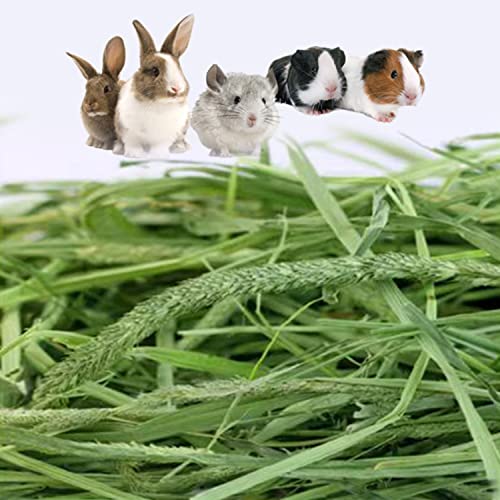 Timothy Hay 2.2LBS - Premium Hay for Rabbits Tortoise Guinea Pig Chinchilla - Dust Free Natural Fresh Hay (1.1 lbs, 2 Pack)