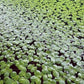 60+ Live Giant Duckweed Plants, Spirodela Polyrhiza, Floating Plants for Pond, Aquarium