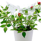 Glass Plant Watering Globes, Self Watering Globes Bird Shape, Self Watering Planter Insert, Plant Watering Devices, Automatic Plant Waterer Indoor, Watering Bulbs, 3 Pack