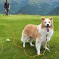 Joytale Long Leash for Dog with Removable Padded Handle, Heavy Duty Lead for Large Medium Dogs,15FT/30FT/50FT/65FT Reflective Training Leash for