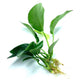 Java Fern and Anubias Aquarium Plant Bundle - Live Freshwater Plants for Aquascaping, Low Maintenance, Easy Beginner Friendly Decor for Fish Tank