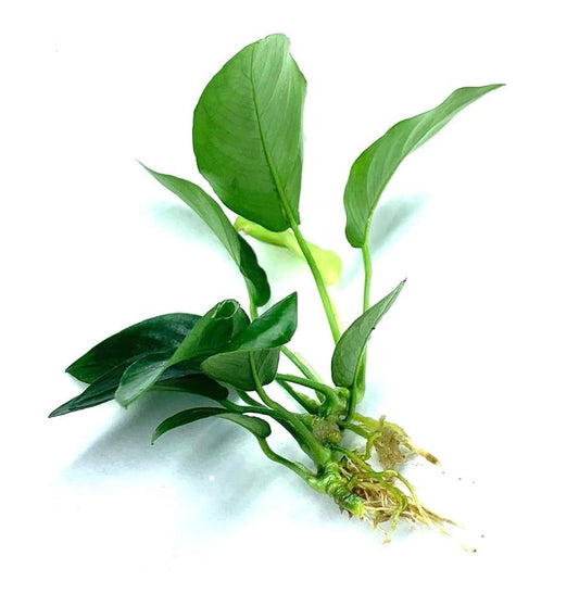 Java Fern and Anubias Aquarium Plant Bundle - Live Freshwater Plants for Aquascaping, Low Maintenance, Easy Beginner Friendly Decor for Fish Tank
