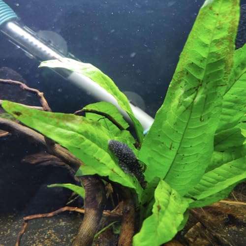 Java Fern and Anubias Aquarium Plant Bundle - Live Freshwater Plants for Aquascaping, Low Maintenance, Easy Beginner-Friendly Decor for Fish Tank