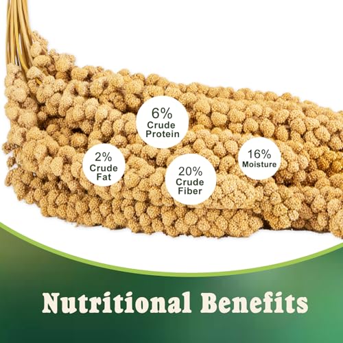 RANZ 5LBS Spray Millet Treat for Pet Birds, Hand-Harvested Bird Snack, Natural Sun-Dried Millet Spray for Parakeets, Parrots, Cockatiels, Lovebirds, Budgies, Finches, Canaries