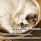 Instinct Basket, Stimuli Handwoven cat Basket Rope Cotton Eliminates Bed Rejection Round Pet Basket, Boho Catbed for Cats Handwoven Scratchable