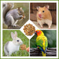 Abizoo Natural Pinecone Chew Toys with Edible Sunflower & Veggies - Malt Sugar Coated Foraging Enrichment for Parrots Cockatiels Conures Budgies Immune & Digestive Support Safe Bird Toy 2pcs