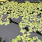 60+ Live Giant Duckweed Plants, Spirodela Polyrhiza, Floating Plants for Pond, Aquarium