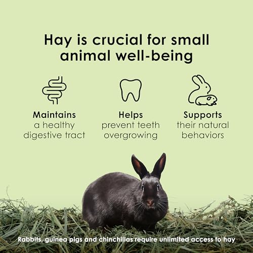Kaytee Timothy Hay, High Fiber, Grown Specifically for Small Animals, Rabbits, Guinea Pigs, Chinchillas, 48 Ounces